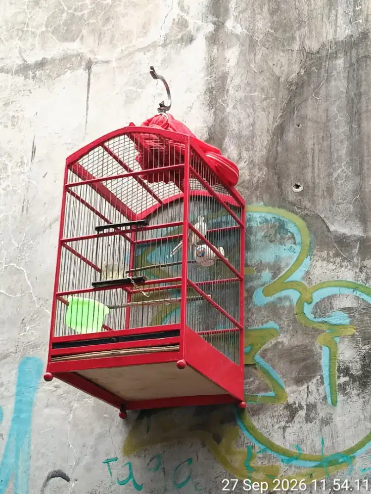 Burung kenari gacoran