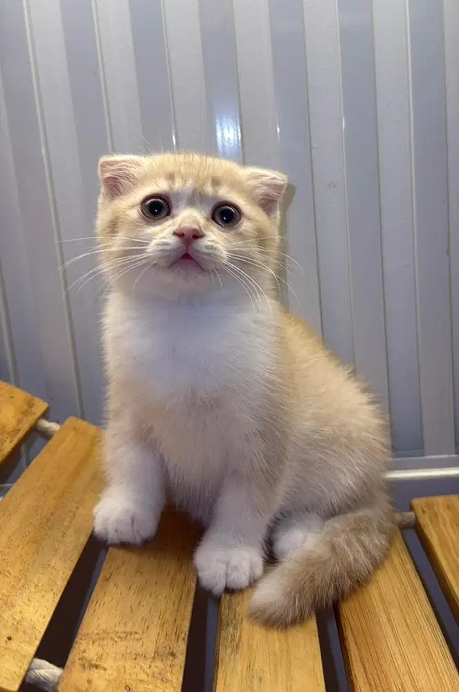 Kucing BSH mix Scottish Jantan