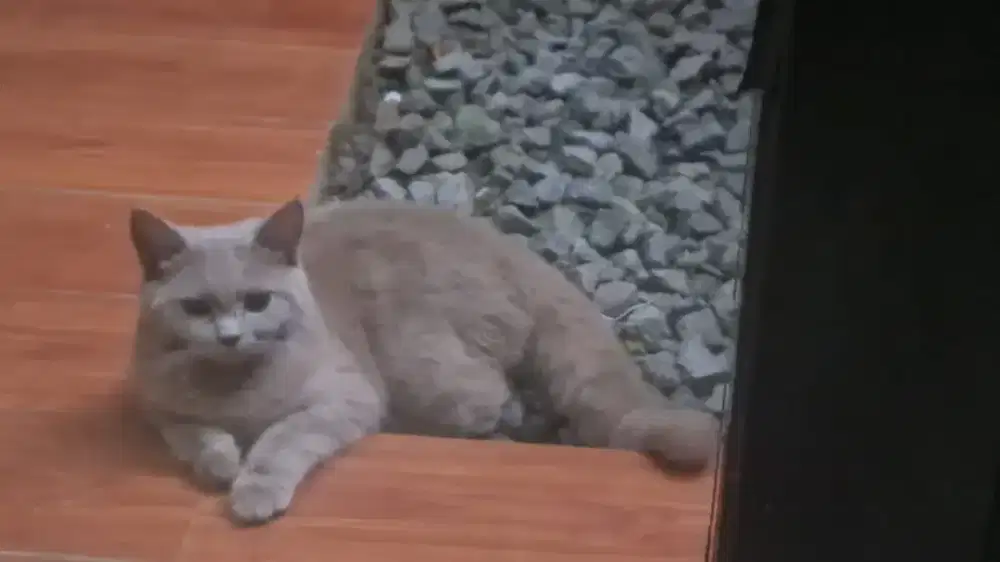 Bsh kitten 8 bulan