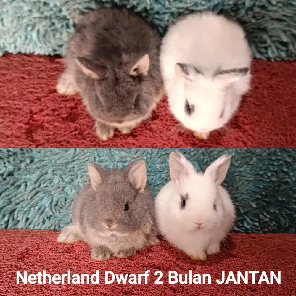 Anakan kelinci Netherland Dwarf usia 2 Bulan