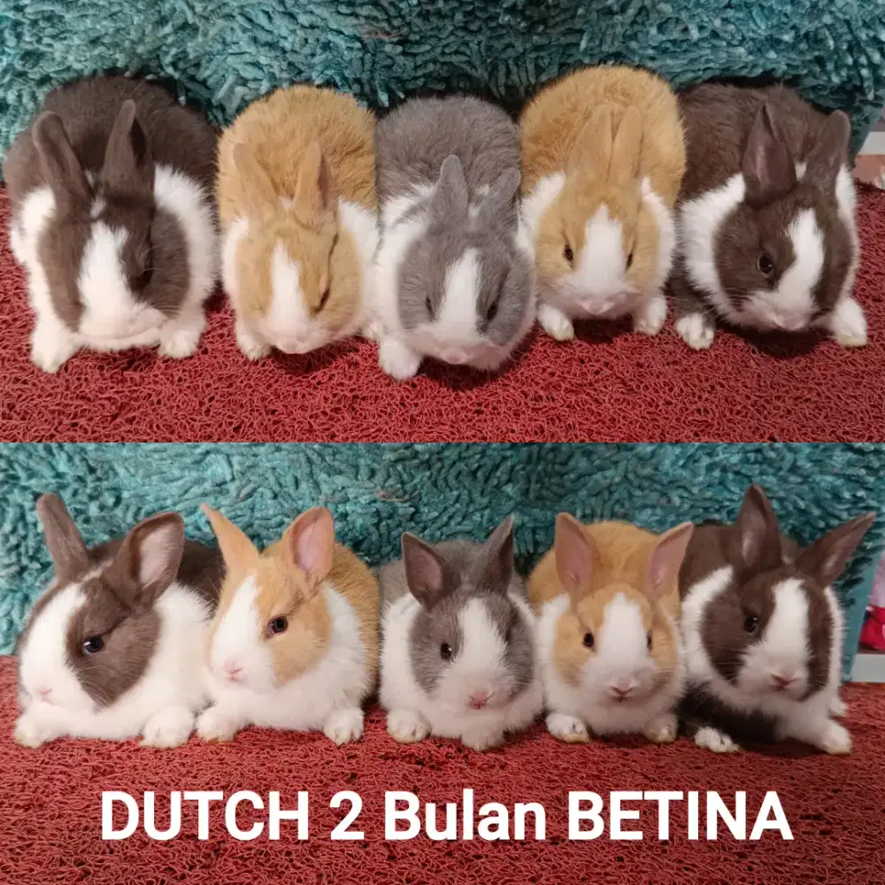 Anakan Kelinci Dutch usia 2 Bulan