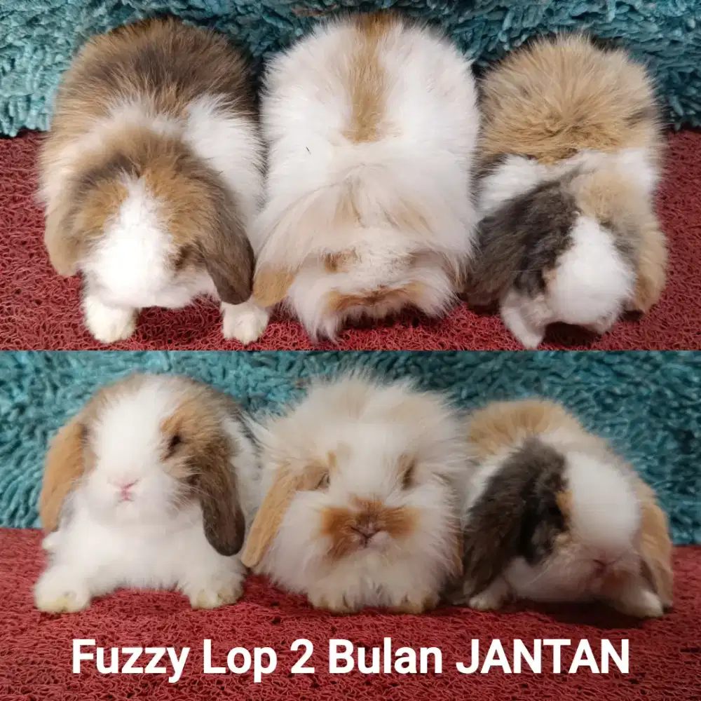 Anakan Kelinci Fuzzy Lop usia 2 Bulan