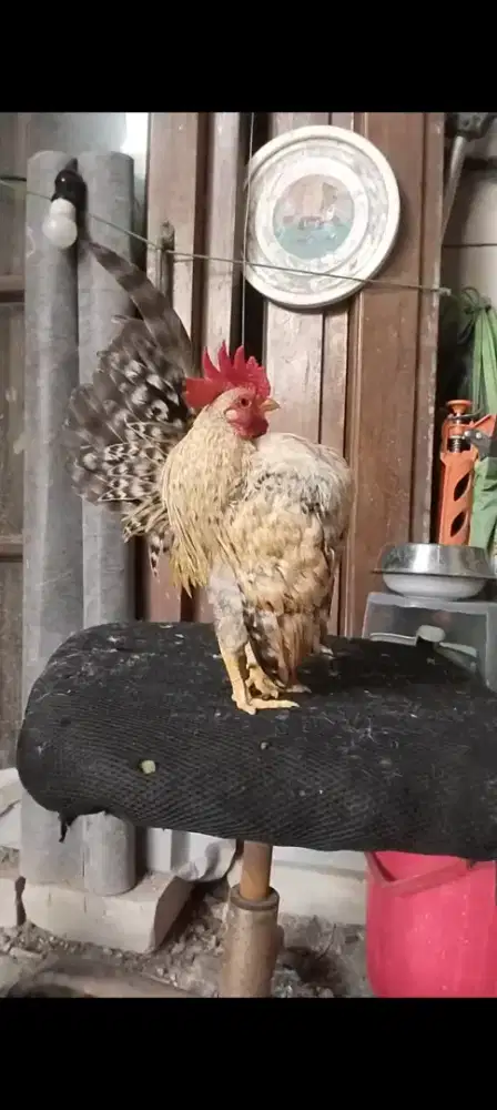 Ayam serama baka jantan jago pacek jali emas