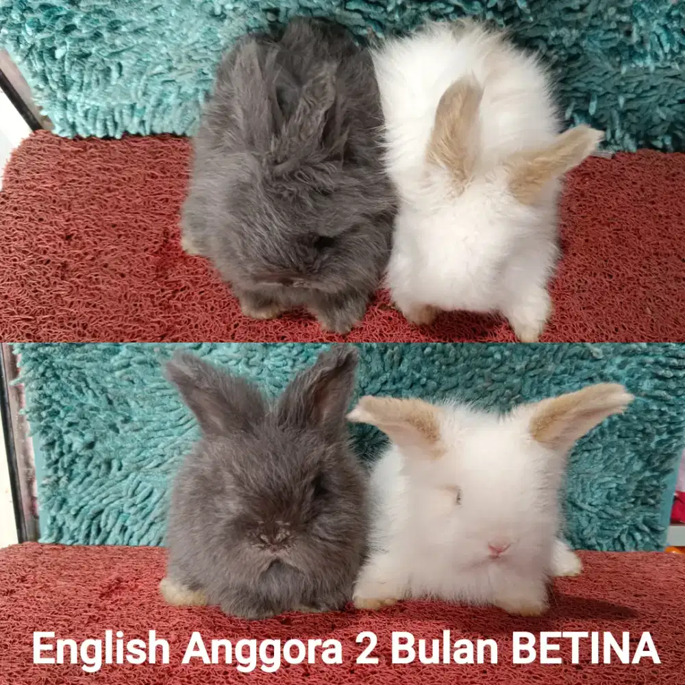 Anakan Kelinci English Anggora usia 2 bulan
