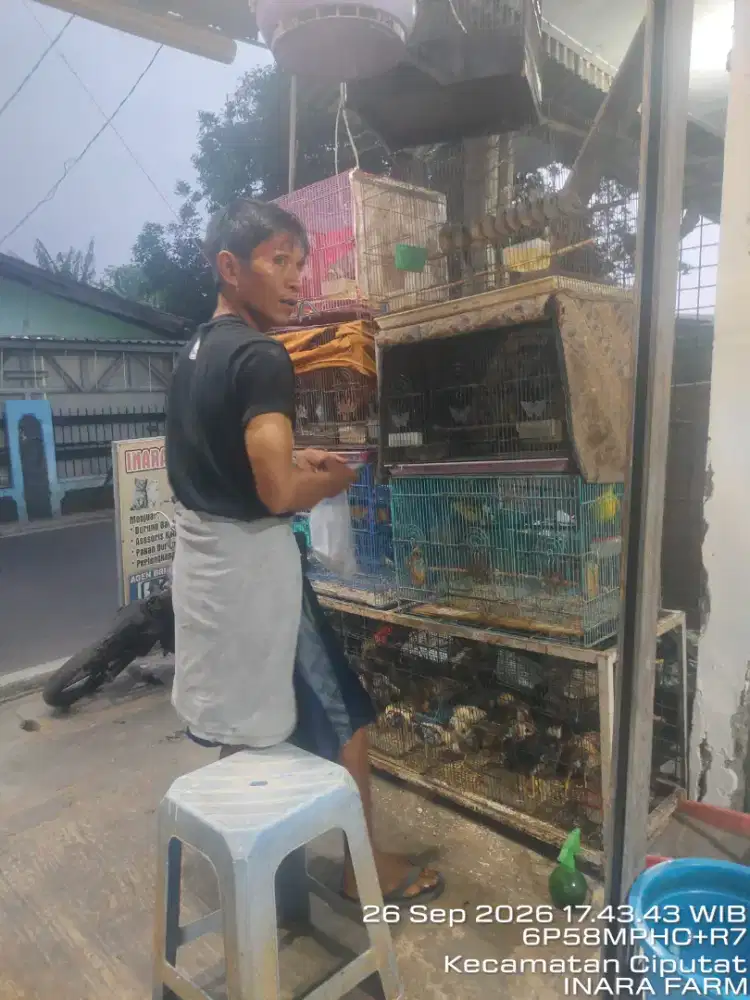 Mencari penjaga kios burung & ayam