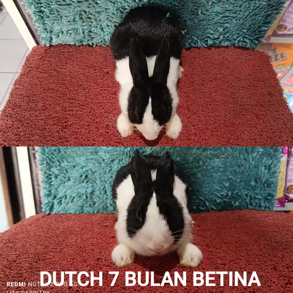 Indukan kelinci Dutch BETINA HAMIL ada 2 ekor