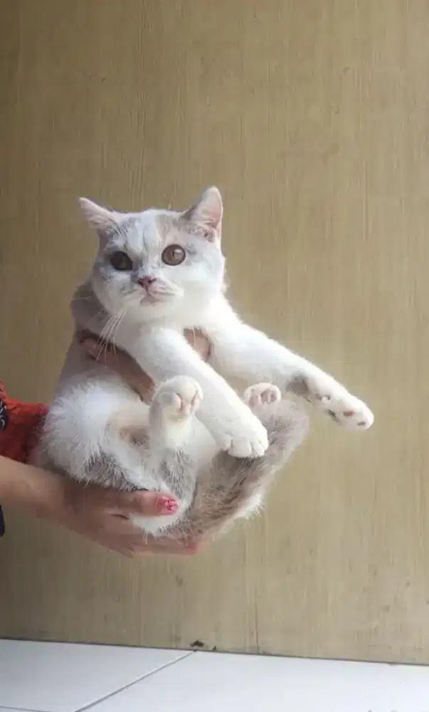 Bsh betina(fawn dilute)