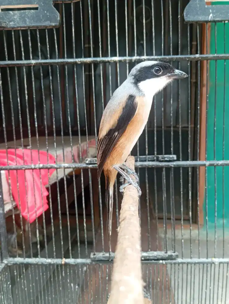 Pentet Madura Jantan Kepala Hitam Badan Gede Bunyi Masteran Mewah