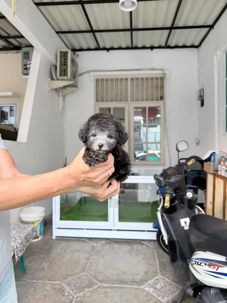 Tiny light silver poodle super imut pudel poodel podle pudle podel