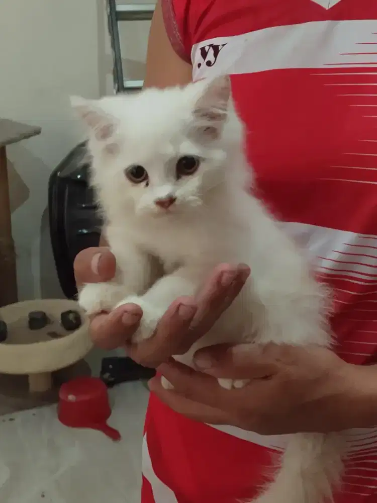 Alih adopsi Anak kucing