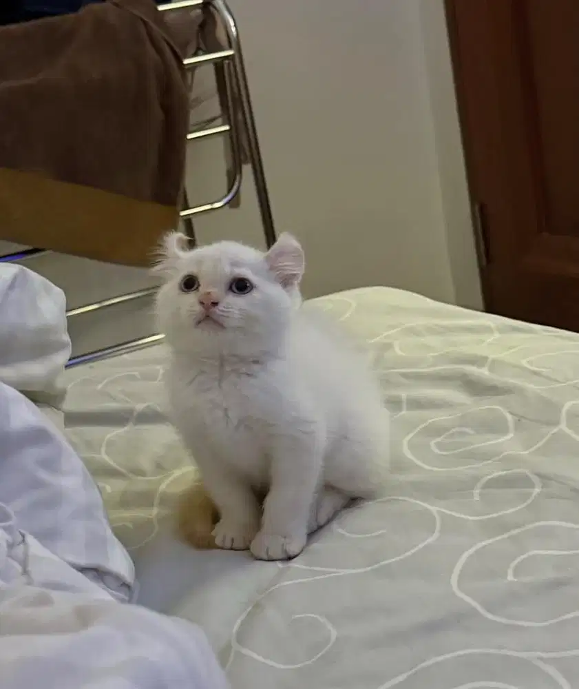 Kucing American Curl X BSH