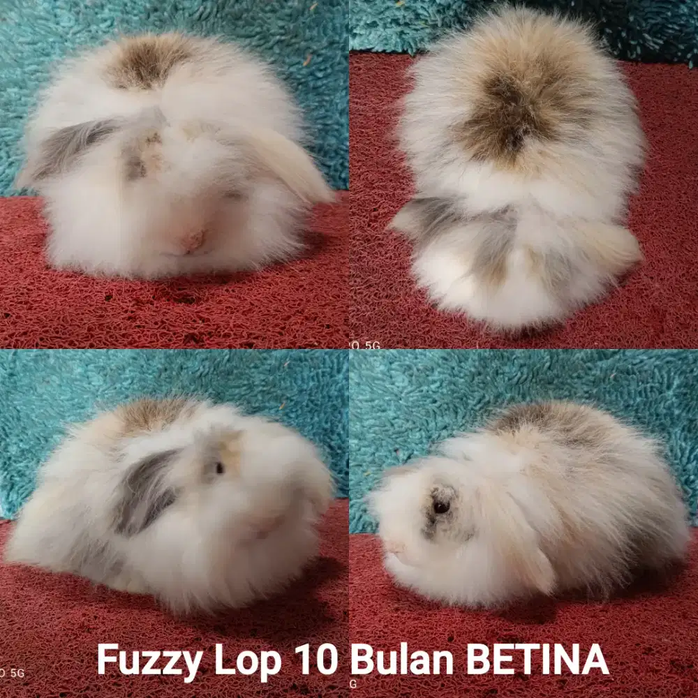 Indukan kelinci Fuzzy Lop BETINA siap Kawin