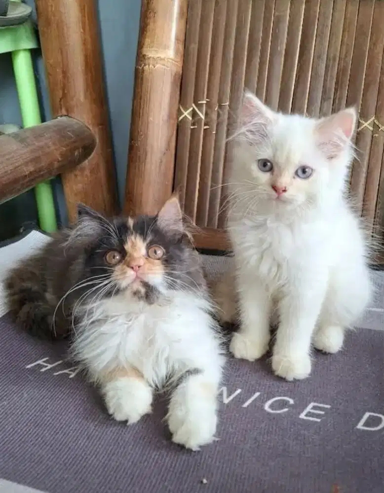 Anak kucing persia /kitten persia janta /kucing  persia jantan