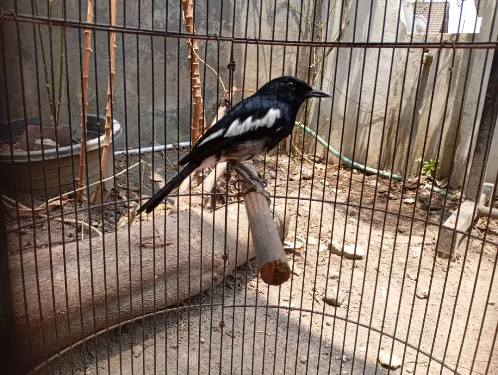 Burung kacer / poci murmer