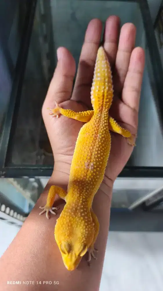 Gecko 2 ekor kandang akrilik