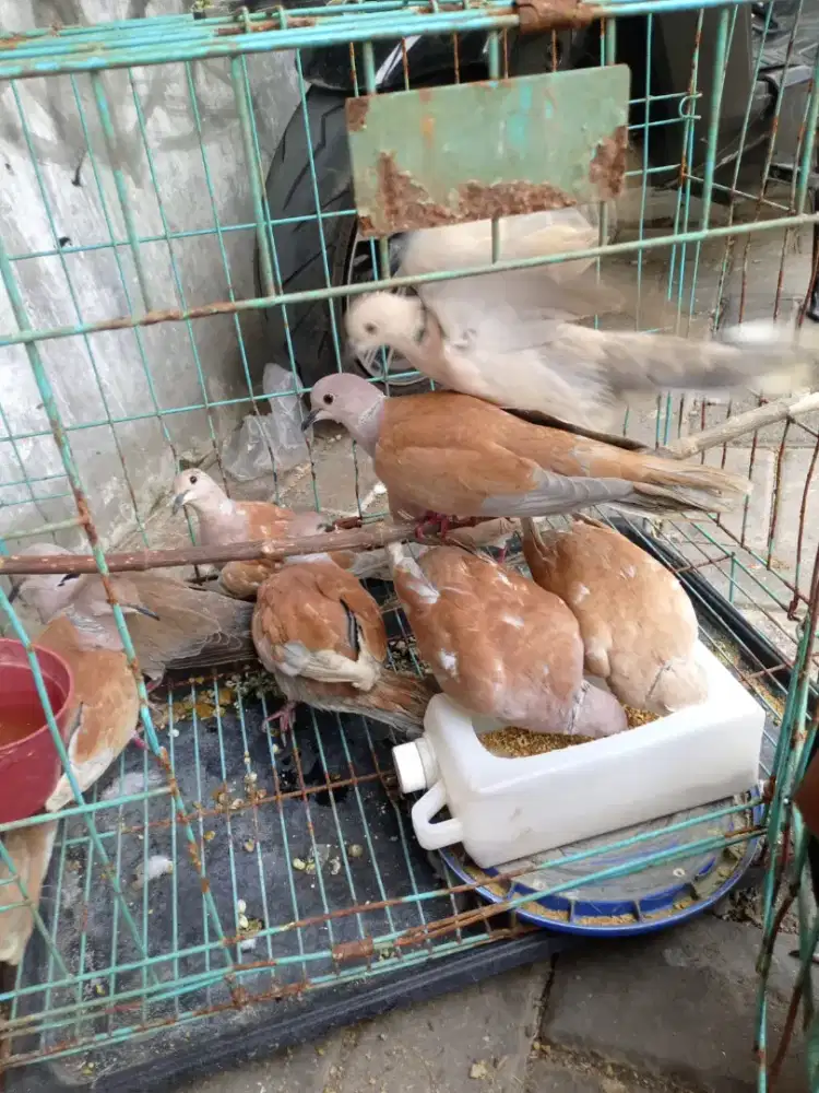 Burung puter murah