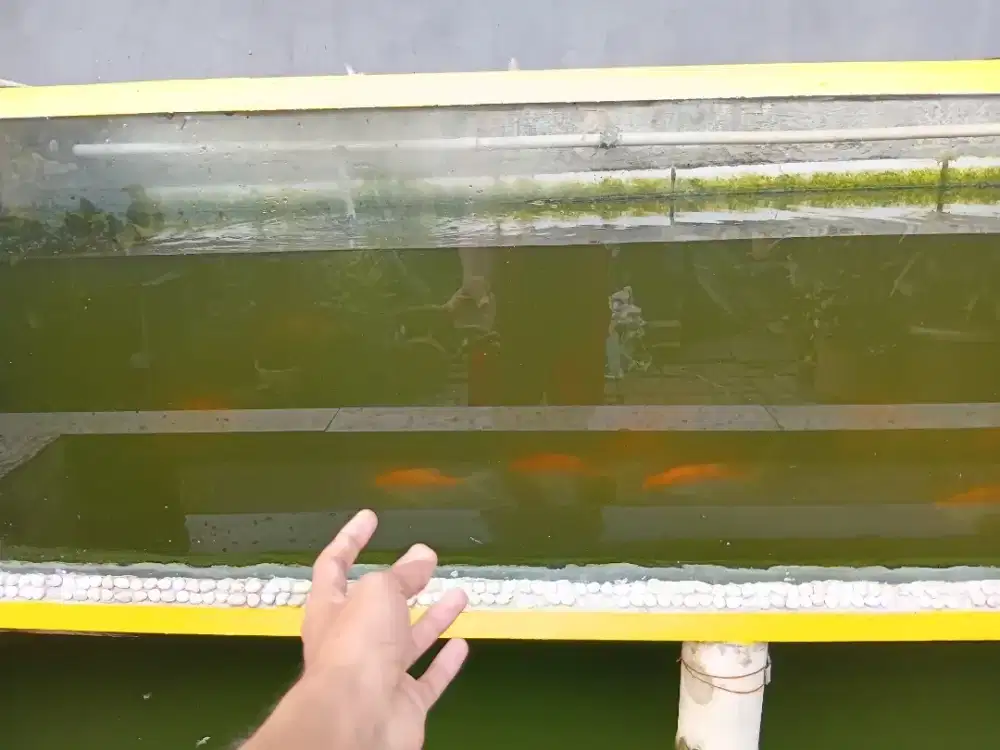 Ikan kaviat Ikan peliharaaan