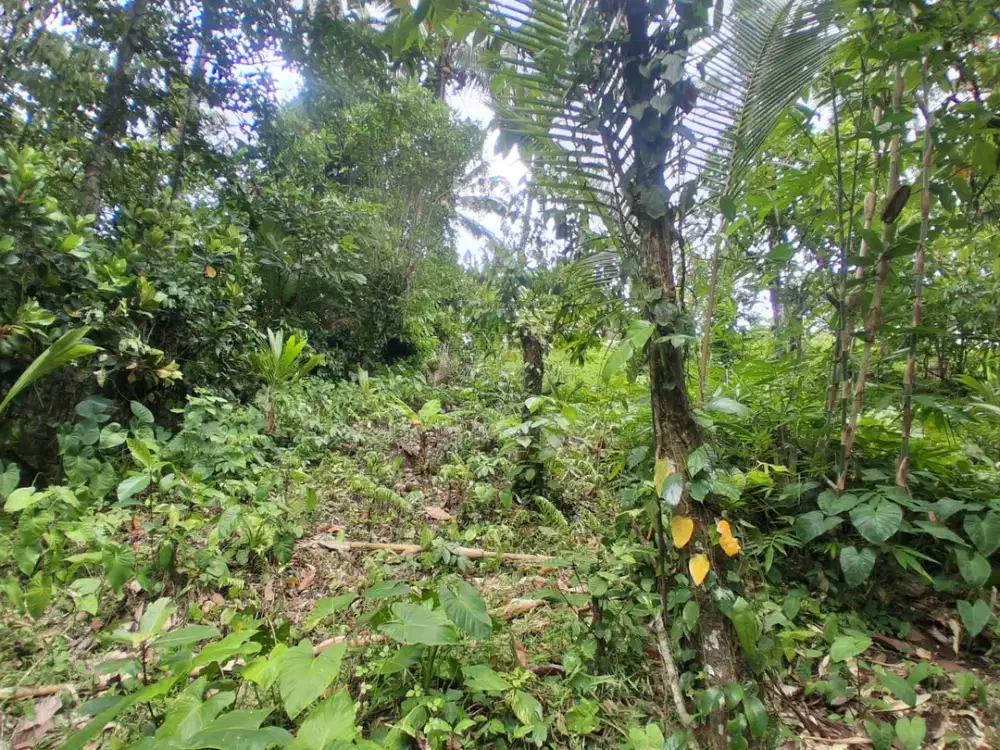 Dijual Lahan Kebun + Sawah Los Sungai dan View Gunung
