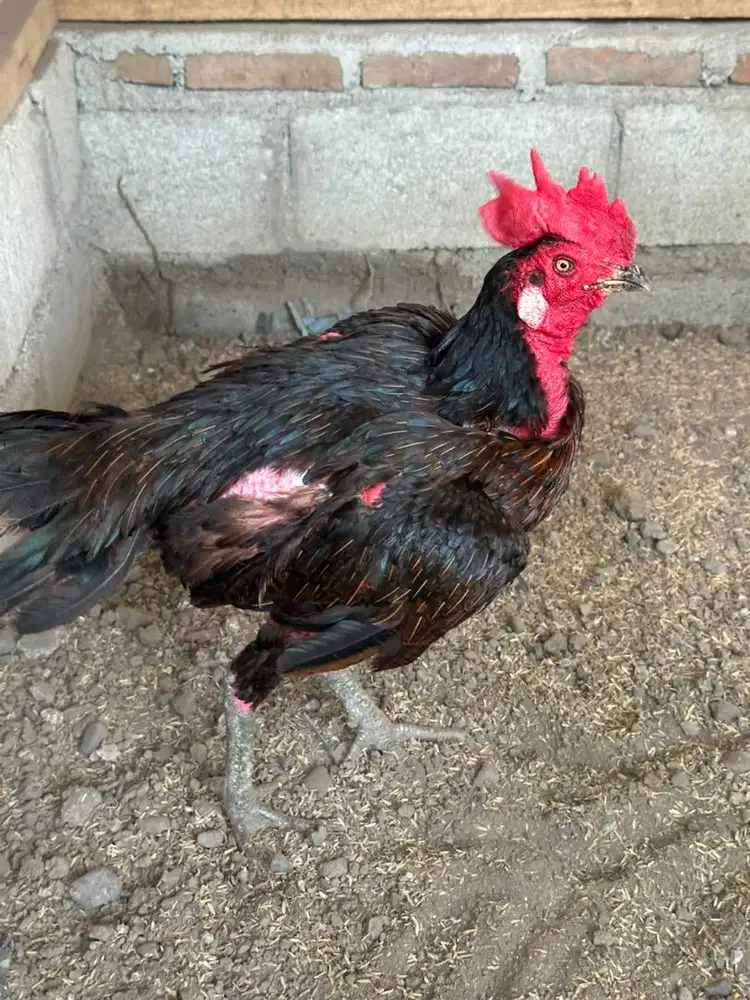 Ayam pama bulbi