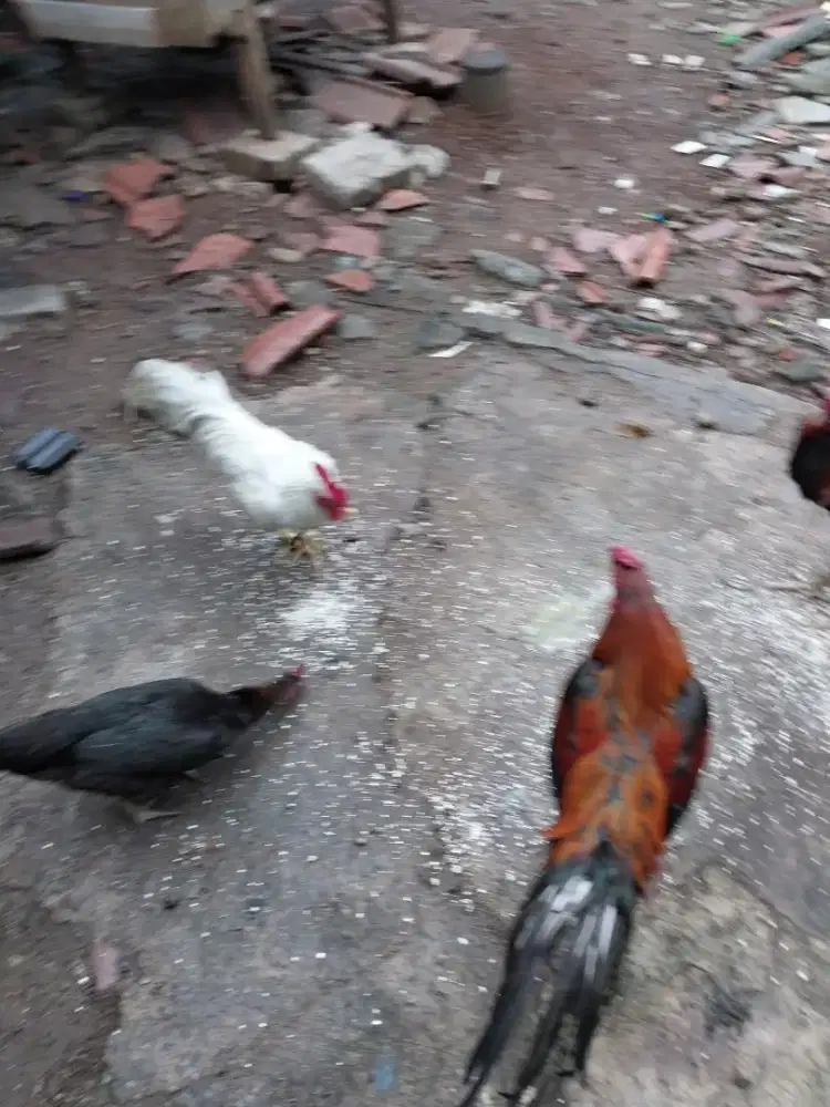 Jual ayam kampung sehat, tinggi dan besar