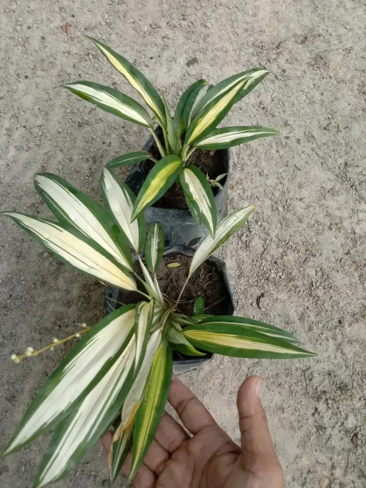Tanaman Hema Kuning