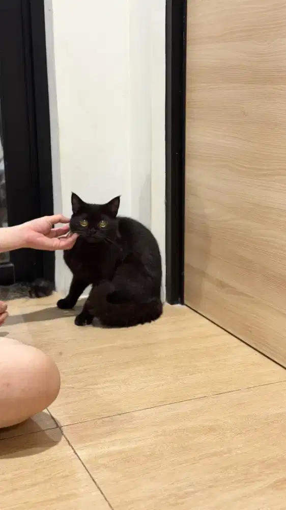 Kucing BSH British Shorthair Mirip Toothless warna Rare