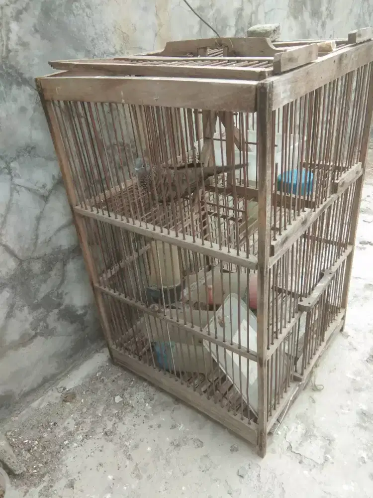 Perkutut lokal alam hasil pikat