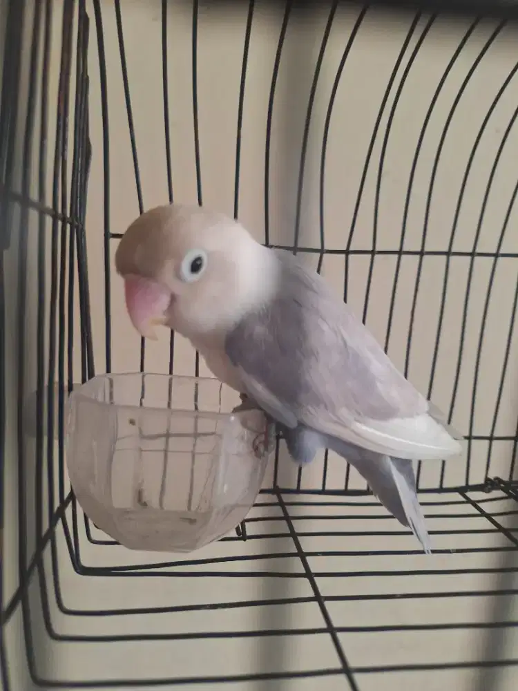 Burung lovebird biola violet