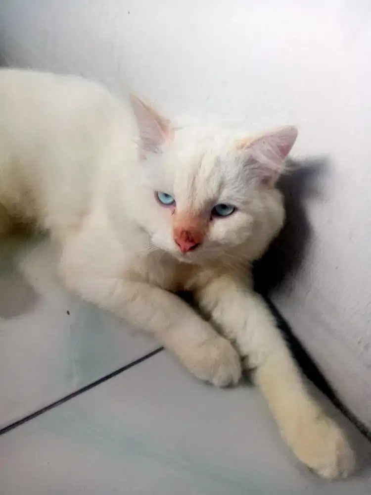 Kucing jantan siap kawin