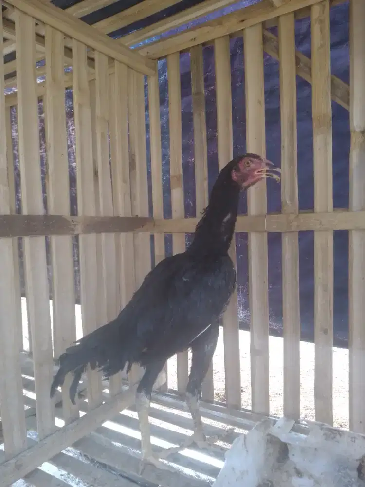 Ayam Jowo Betina