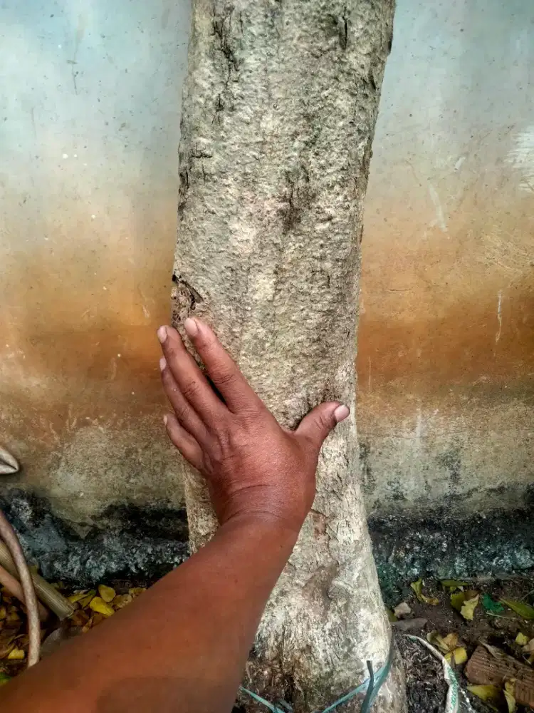 Tanaman pohon kelor herbal