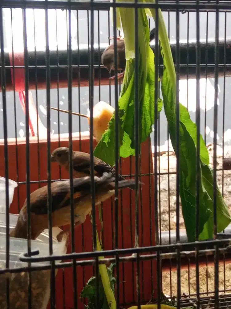 Burung red siskin klasik anak