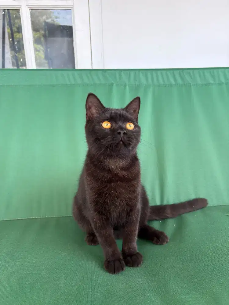 Bsh black karier cinnamon