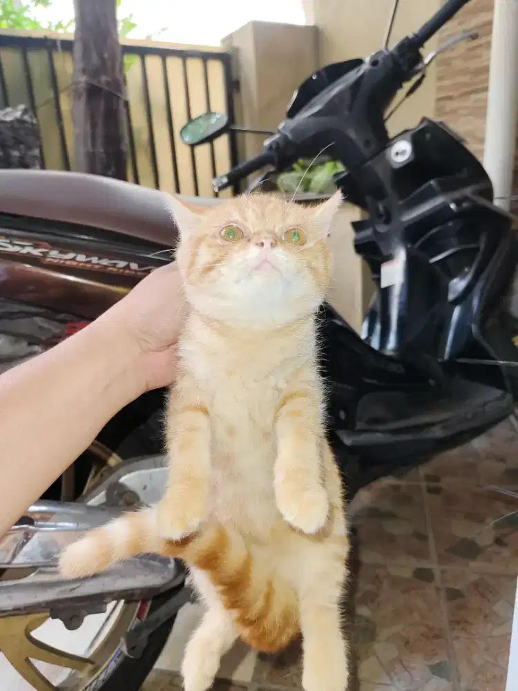 Kitten Anakan Exo dan Munchkin