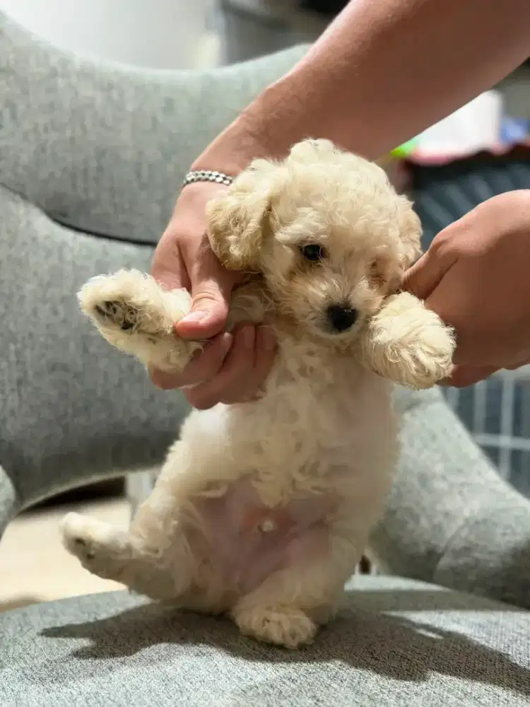Toy poodle jantan