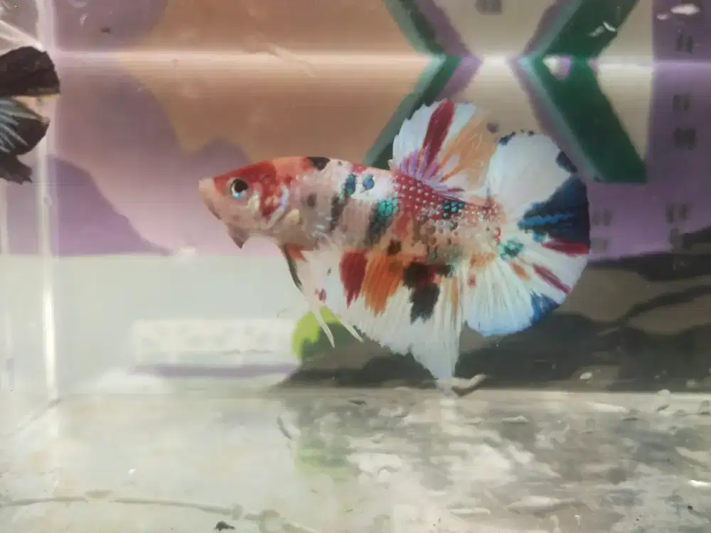Ikan Cupang MuLmet