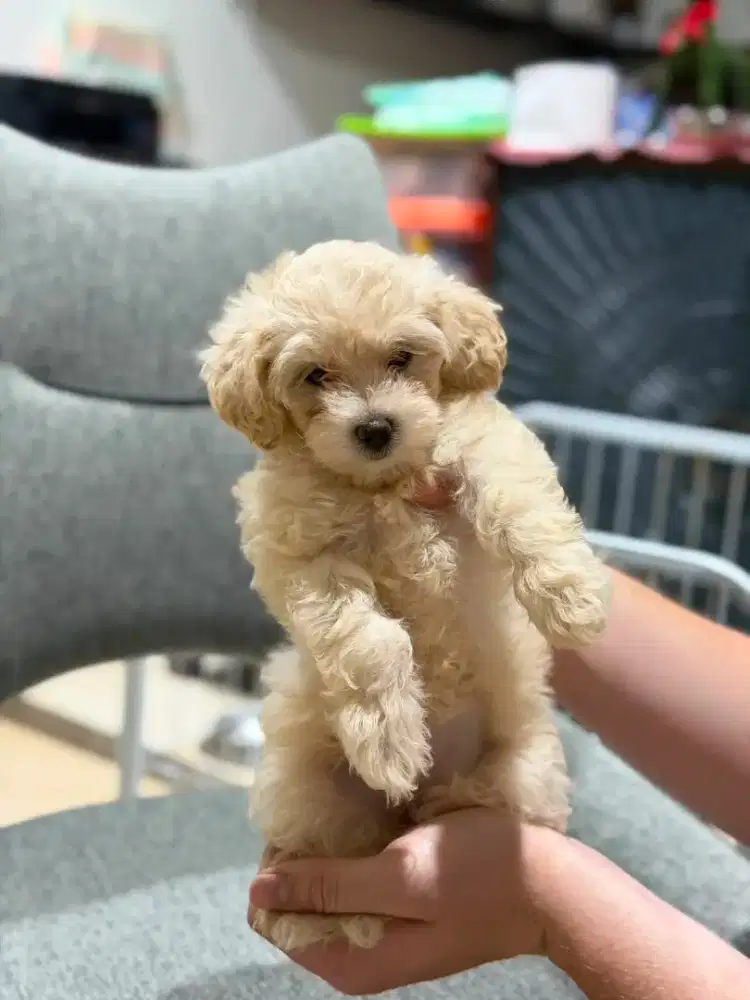 Toy poodle betina