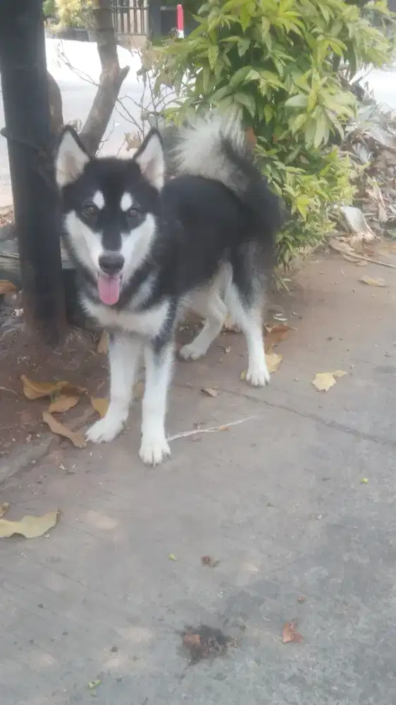alaska malamute jantan stb