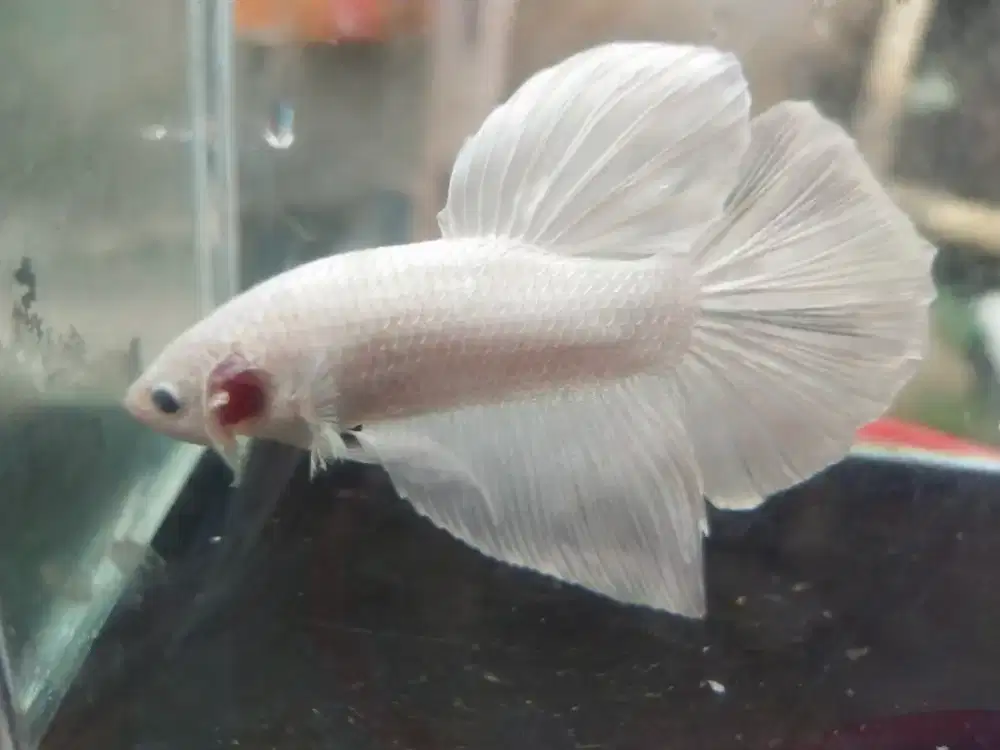 Ikan Cupang Giant BO 5cm+ WP