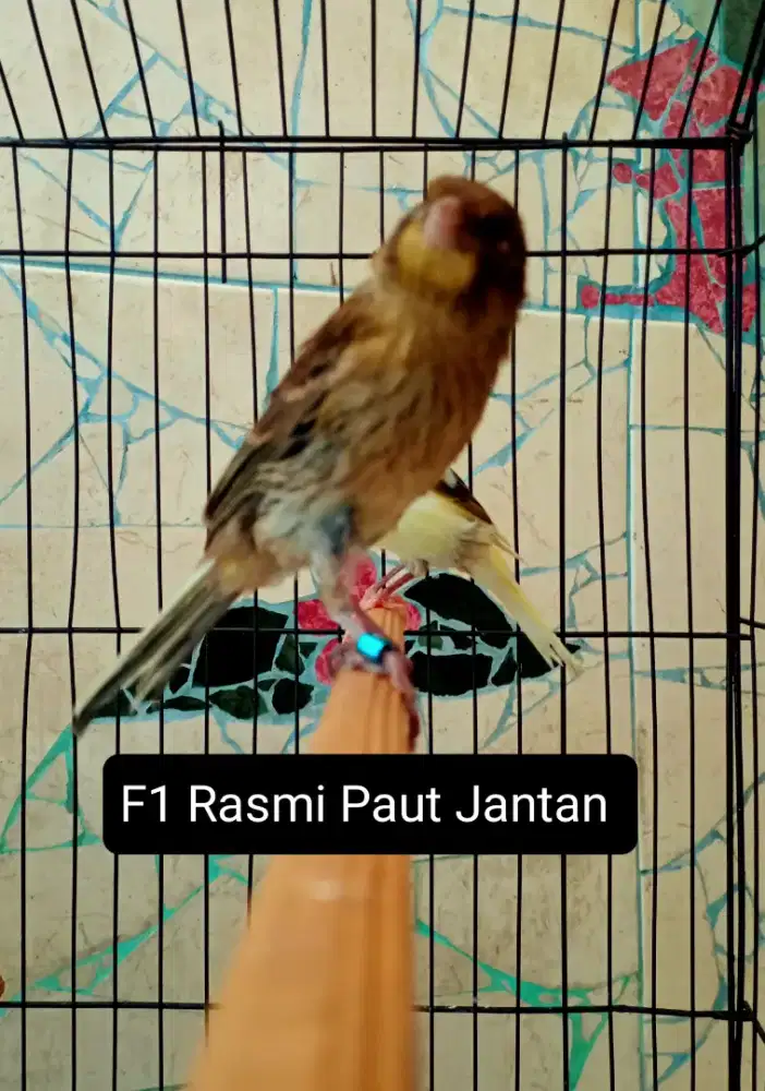 Kenari F1Rasmi Bahan/Paut Jantan