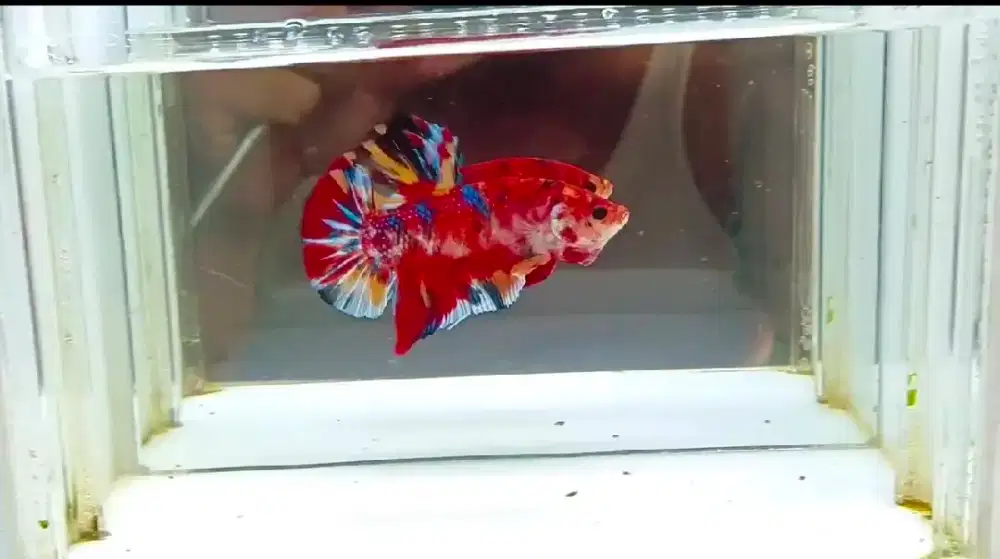 Ikan Cupang Giant Red Koi BO 5cm