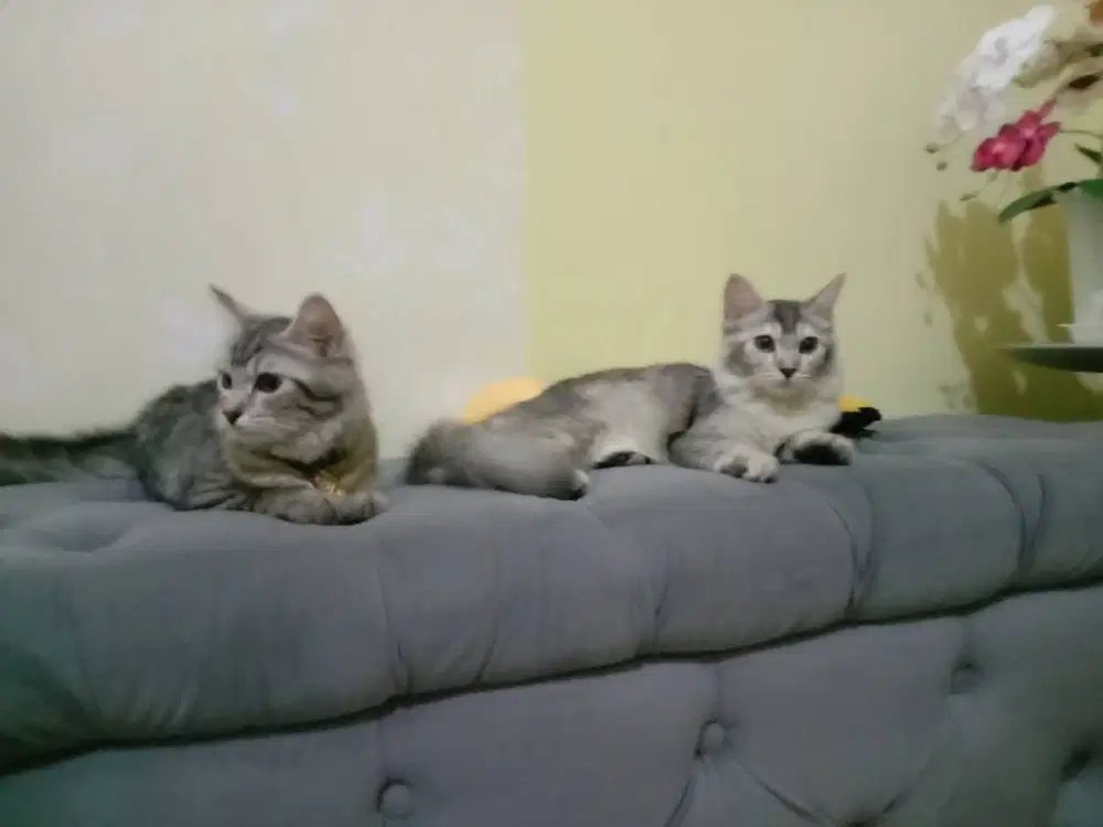 Kucing persia long hair dewasa