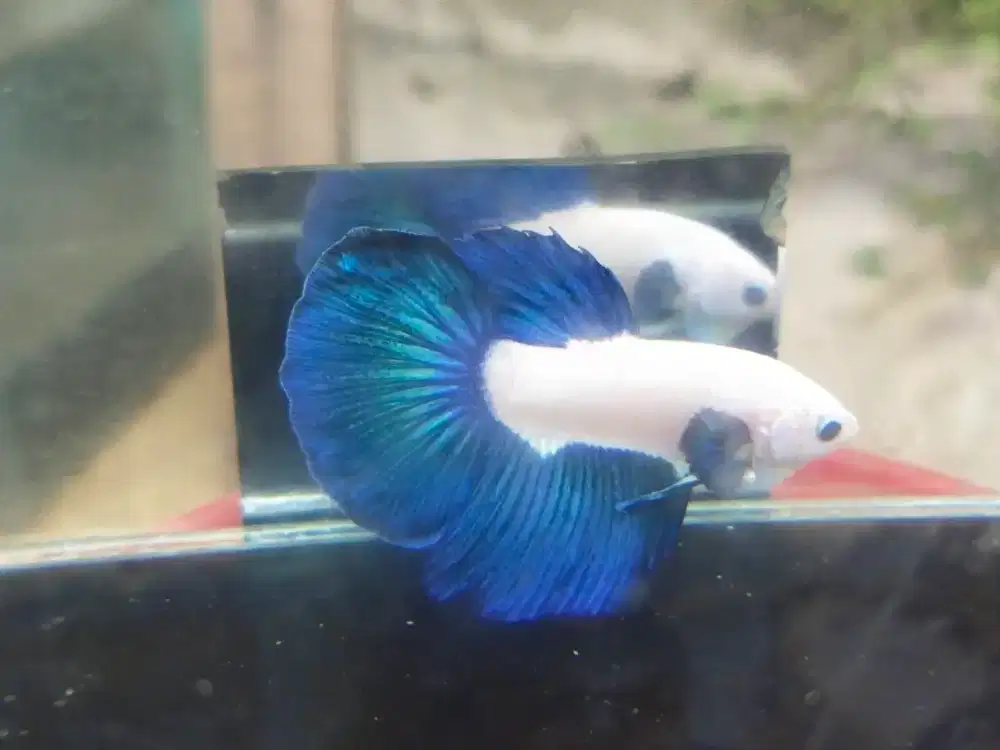 Ikan Cupang Halfmoon Bluerim