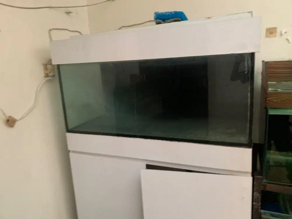 Aquarium ikan arwana