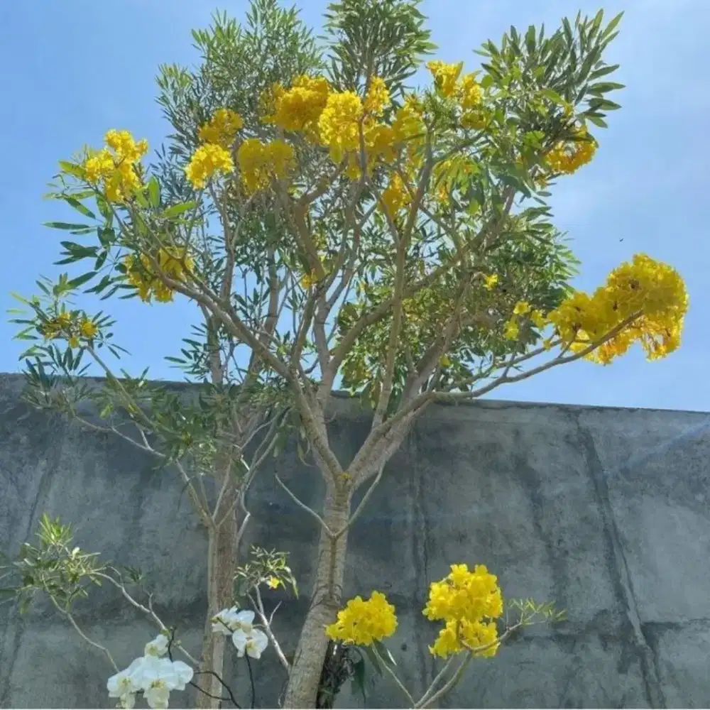Tanaman tabibuya kuning/ sudah ber bunga