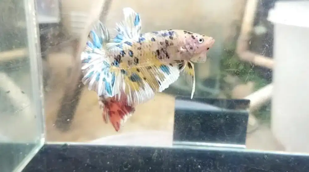 Ikan Cupang Giant Yellow Galaxy BO 5cm+