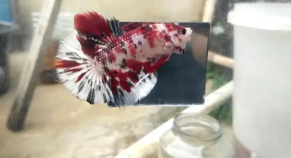 Ikan Cupang Giant RedKoi BO 5cm+
