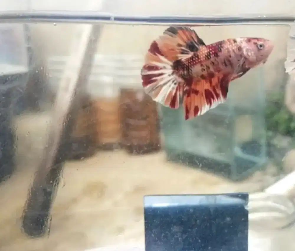 Ikan Cupang Giant Nemo BO 5cm+