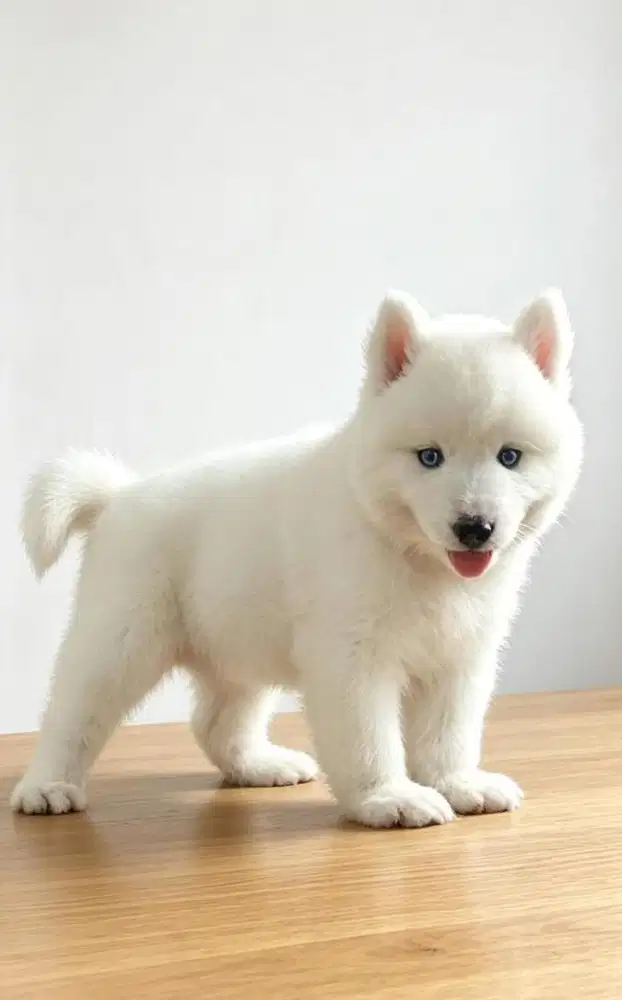 SIBERIAN HUSKY ALL WHITE (BETINA)