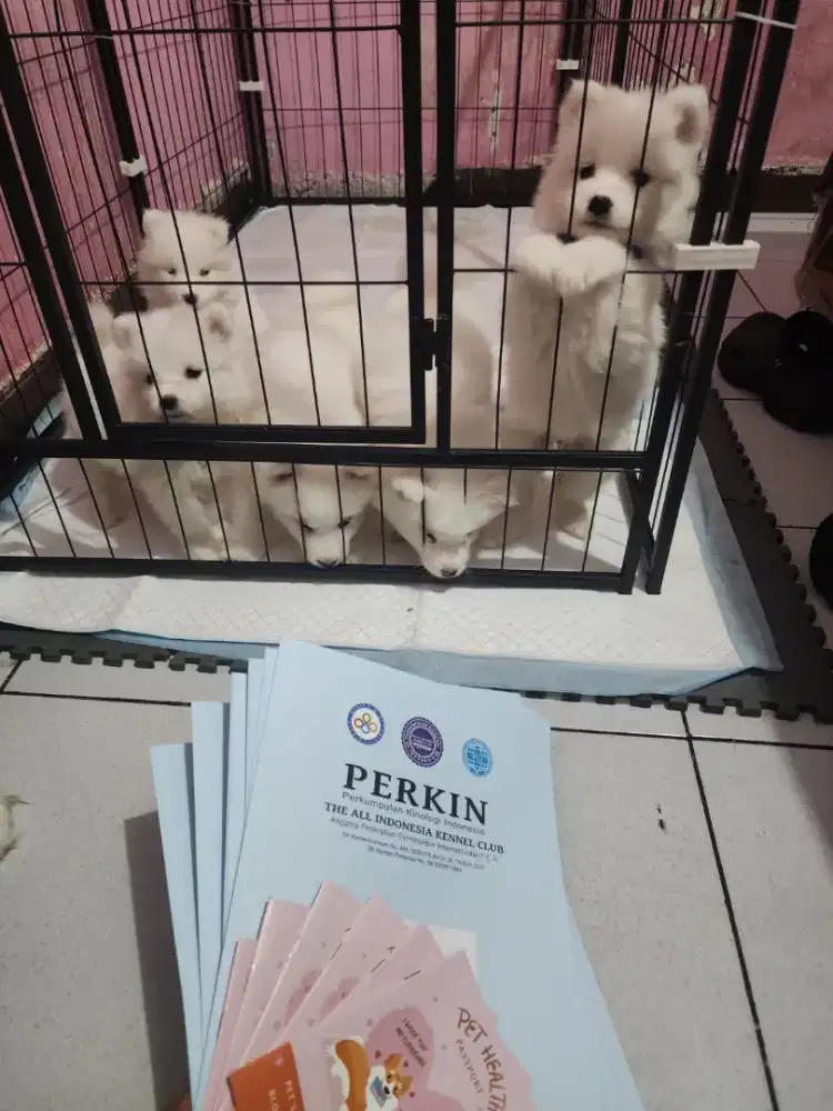 Samoyed puppy dog